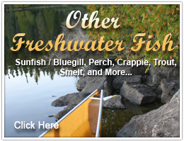 Other Freshwater Fish