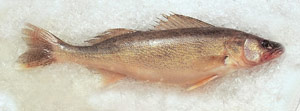 Fresh Whole Walleye - approx 20 lbs