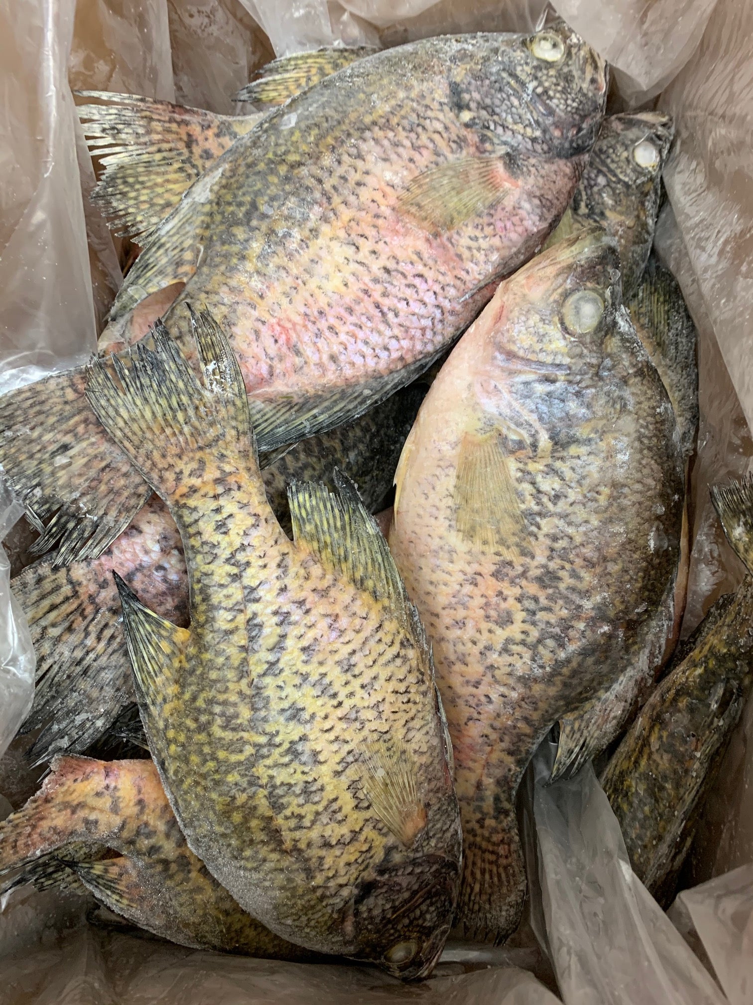 Whole Crappie - 5 pounds