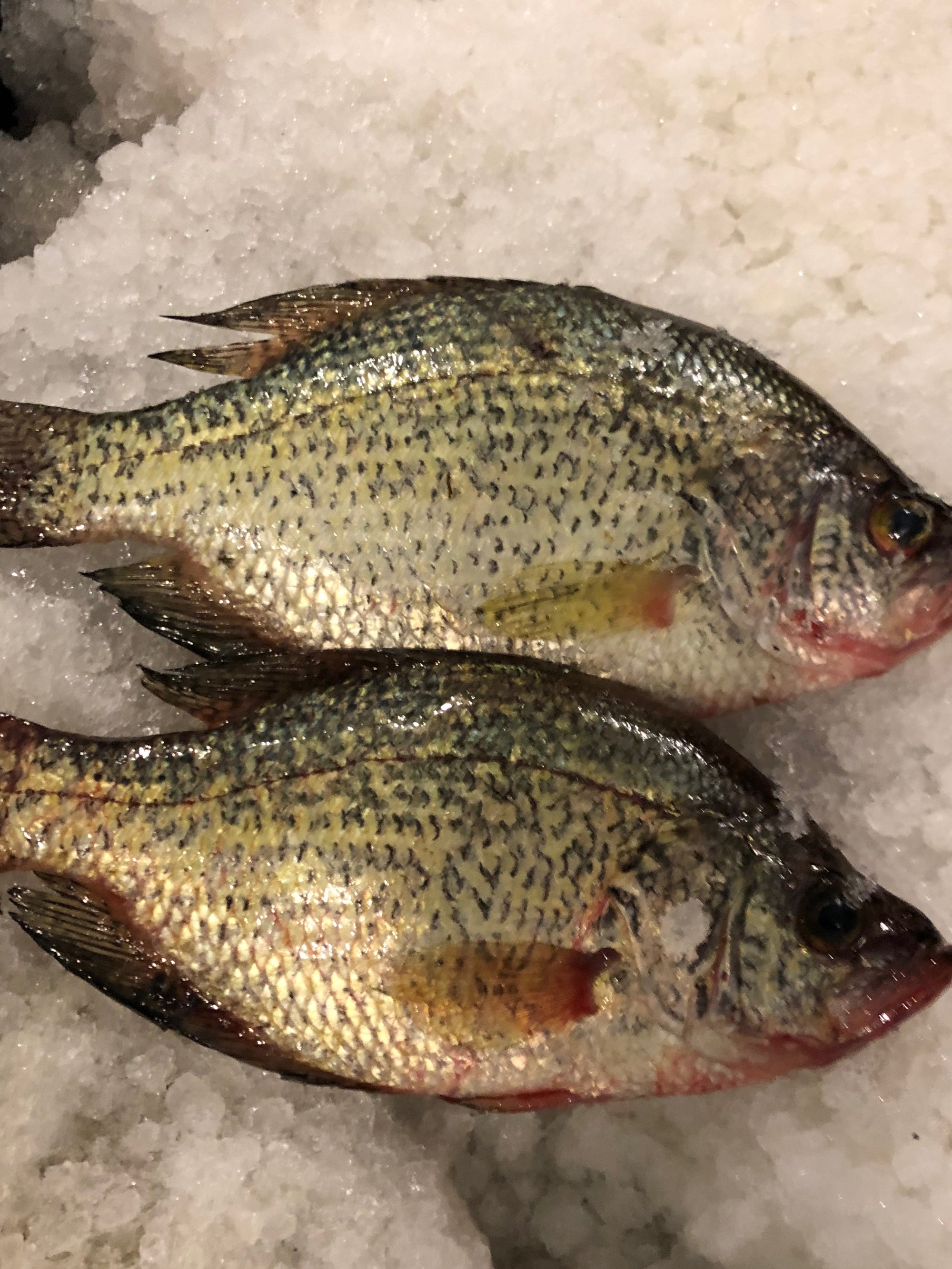 Whole Crappie - 5 pounds