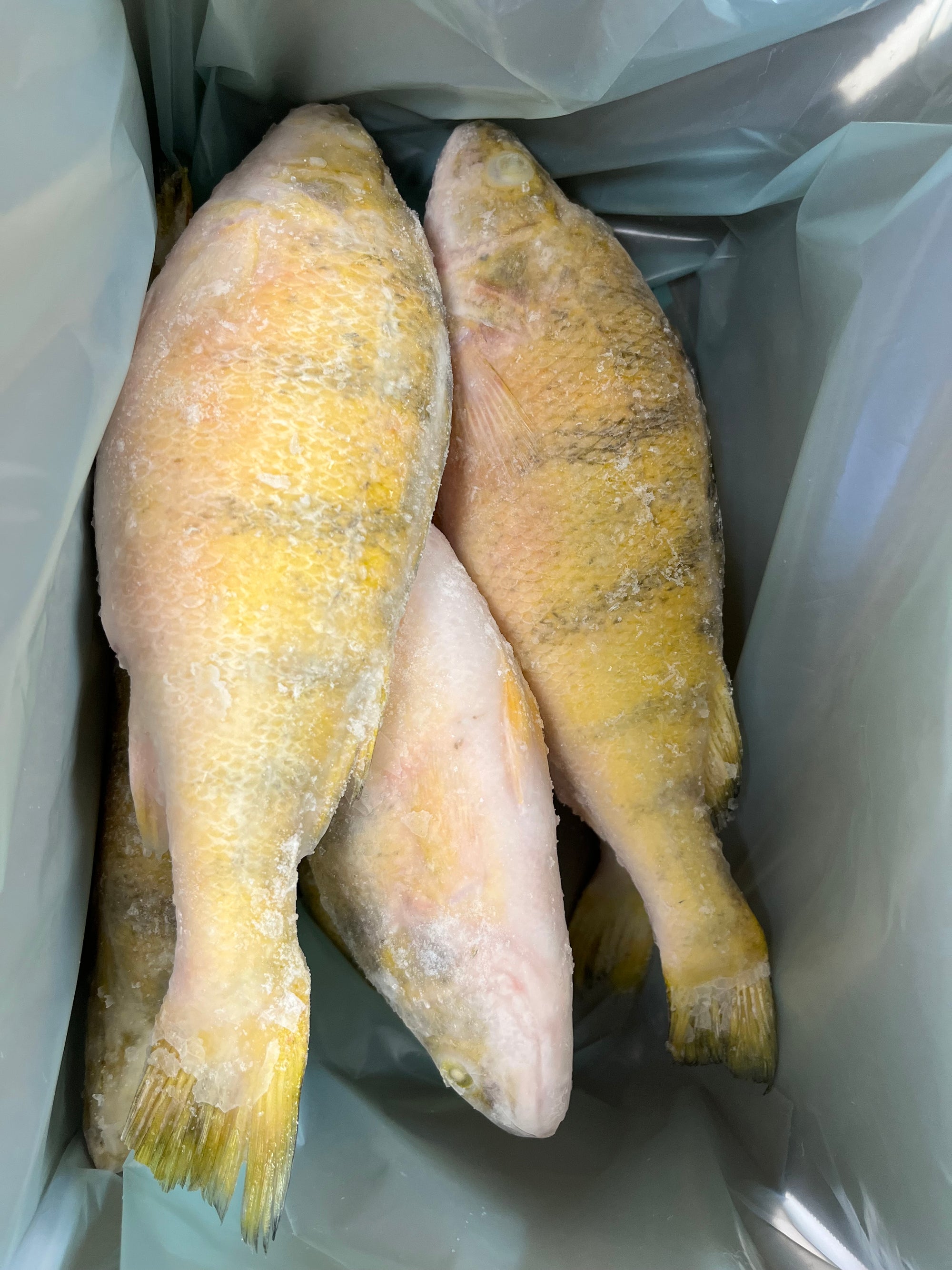 Whole Perch - 5 pounds