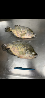 Whole Crappie - 5 pounds