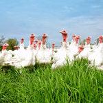 Pasture Raised Whole Turkey