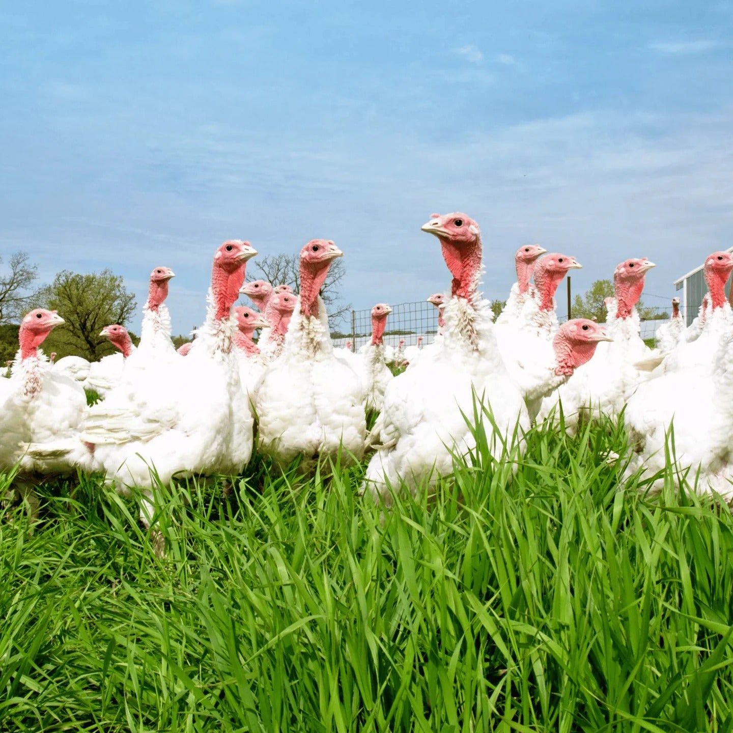 Pasture Raised Whole Turkey