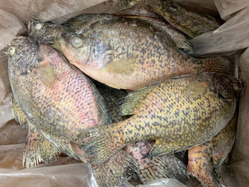 Whole Crappie - Whole Fish - Frozen - 5 pounds